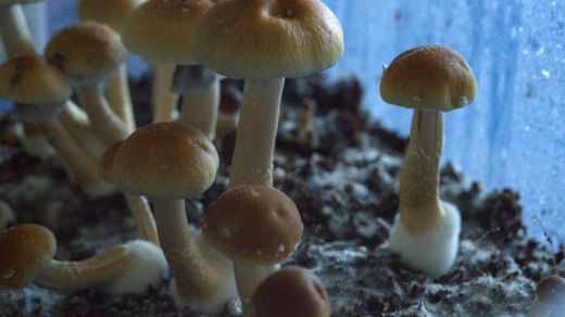 Unlocking the Mind: Exploring the Effects of Psilocybin on Consciousness